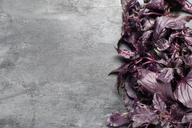 Siyah arkaplanda taze mor fesleğen yaprakları