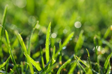 Güneşli yaz gününde çiğ taneli güzel yeşil çimlerin yakın görüntüsü