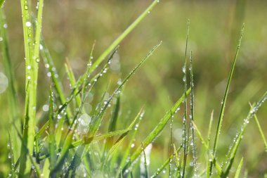 Güneşli yaz gününde çiğ ve gökkuşağı ile güzel yeşil çimlerin yakın görüntüsü