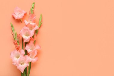 Turuncu arka planda güzel gladiolus çiçekleri