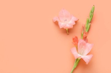 Turuncu arka planda güzel gladiolus çiçekleri