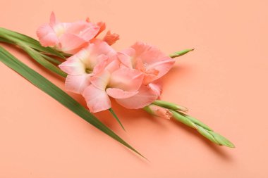 Turuncu arka planda güzel gladiolus çiçekleri, yakın plan