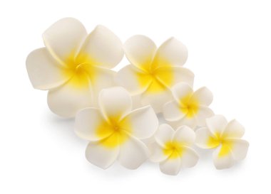 Beyaz arka planda bir sürü güzel plumeria çiçeği