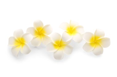 Beyaz arka planda bir sürü güzel plumeria çiçeği