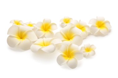 Beyaz arka planda bir sürü güzel plumeria çiçeği
