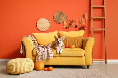 Evdeki kanepede balkabaklı şirin Corgi köpeği yatıyor.