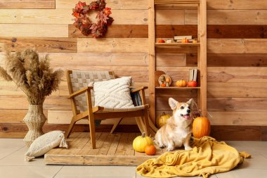 Evde koltuğun yanında oturan balkabaklı şirin Corgi köpeği.