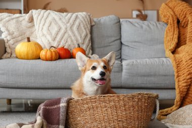 Şirin Corgi köpeği evde sıcak battaniyeyle hasır sepette oturuyor.