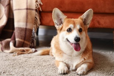 Evdeki kanepenin yanında yatan sevimli Corgi köpeği.