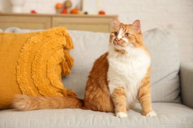 Evdeki gri kanepede oturan sevimli kedi.