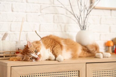 Evdeki çekmecelerin üzerinde yatan sevimli kedi.