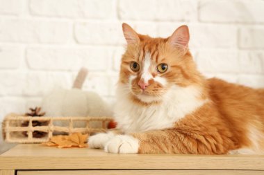 Evdeki çekmecelerin üzerinde sonbahar dekoru olan sevimli bir kedi, yakın plan.