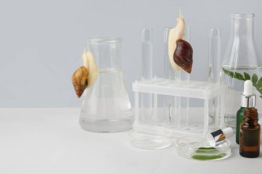 Laboratuvar cam örnekleri Achatina salyangozları, kozmetik ürünleri ve gri duvarın yanındaki beyaz masada bitkiler.