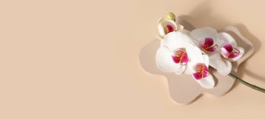 Dekoratif alçı podyum ve bej arkaplan üzerinde güzel orkide çiçekleri metin için boşluk
