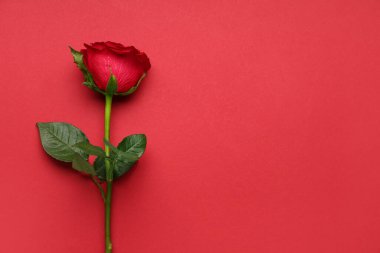 Kırmızı arkaplanda güzel bir gül çiçeği