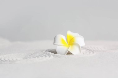 Plumeria çiçekli spa taşı gri duvara karşı açık kumsalda. Zen kavramı