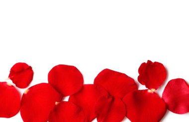 Beyaz arkaplanda kırmızı gül yaprakları olan kompozisyon