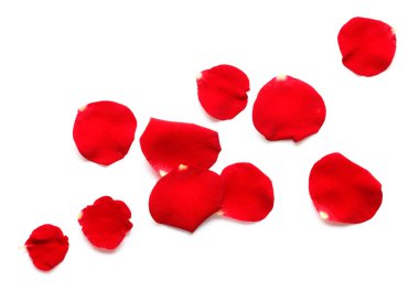 Beyaz arkaplanda kırmızı gül yaprakları izole