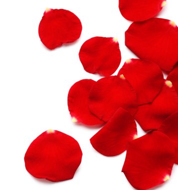 Beyaz arkaplanda kırmızı gül yaprakları olan kompozisyon