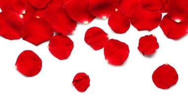 Beyaz arka planda izole edilmiş güzel kırmızı gül çiçekleri.