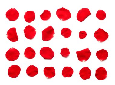 Beyaz arkaplanda kırmızı gül yaprakları olan kompozisyon