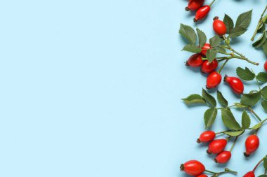 Mavi arka planda yaprakları olan taze gül böğürtlenleri