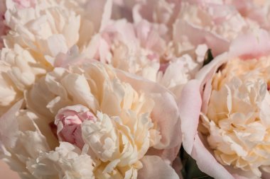 Arka plan olarak güzel şakayık