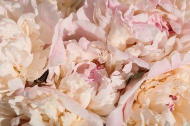 Arka plan olarak güzel şakayık