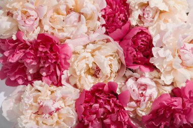 Arka plan olarak güzel şakayık