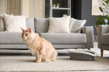 Şirin Maine Rakunu kedi, çöp kutusuyla evde yerde oturuyor.