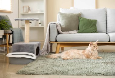 Şirin Maine Rakunu kedisi, çöp kutusu ve tırmalama kazığı ile evdeki oturma odasında yerde yatıyor.