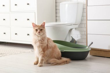 Şirin Maine Rakunu kedi. Evdeki tuvalette yerde çöp kutusu var.