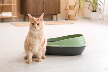 Şirin Maine Rakunu kedi. Evdeki oturma odasında yerde çöp kutusu var.