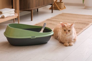 Şirin Maine Rakunu kedi. Evdeki oturma odasında yerde çöp kutusu var.