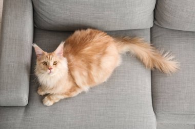 Evdeki kanepede oturan sevimli Maine Rakunu kedisi.