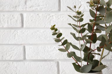 Beyaz tuğla duvarın yanında güzel okaliptüs dalları, yakın plan.