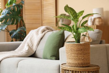 Oturma odasının iç tarafındaki sehpanın üzerinde saksı var. Yakın plan.