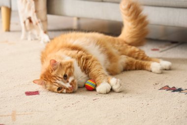 Evde yerde yatan oyuncağı olan sevimli tekir kedi.