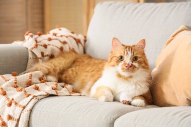 Evdeki kanepede oyuncaklı şirin tekir kedi yatıyor.