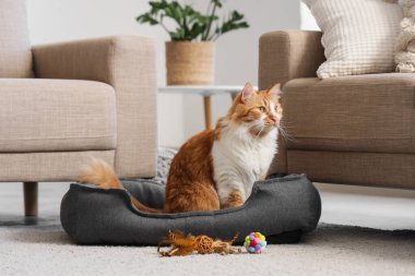 Evcil hayvan yatağında oyuncakları olan sevimli tekir kedi.