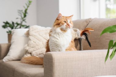 Evdeki kanepede oturan sevimli tekir kedili oyuncak.