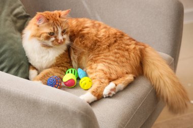 Evdeki kanepede oyuncakları olan sevimli tekir kedi.