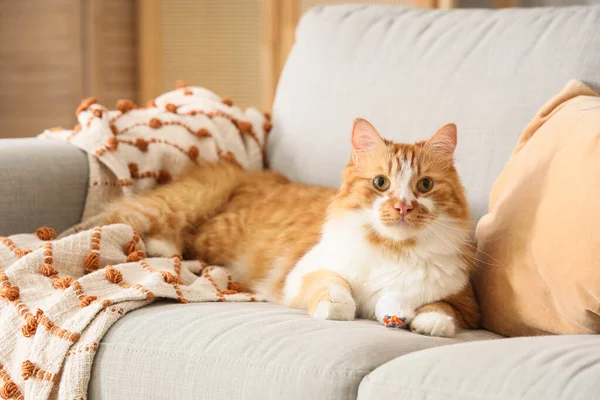 Evdeki kanepede oyuncaklı şirin tekir kedi yatıyor.