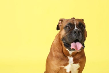 Sarı arka planda sevimli boksör köpeği.