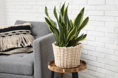 Koltuk, masa ve sansevieria fabrikası odanın içindeki beyaz tuğla duvarın yanında, yakın plan.