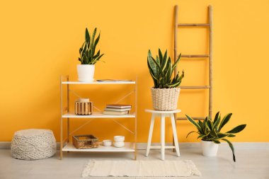 Sansevieria bitkileri, merdiven ve raflar sarı duvarın yanında.