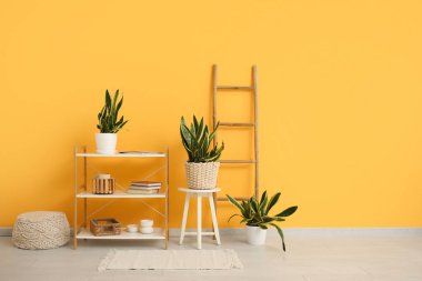 Sansevieria bitkileri, merdiven ve raflar sarı duvarın yanında.