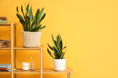 Sansevieria bitkilerinin, kitapların ve vazoların bulunduğu raf ünitesi sarı duvarın yanında.