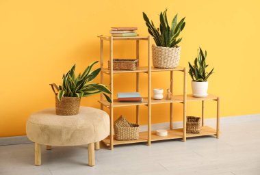 Sansevieria bitkileriyle, puf ve raf üniteleriyle sarı duvarın yanında şık bir oda.
