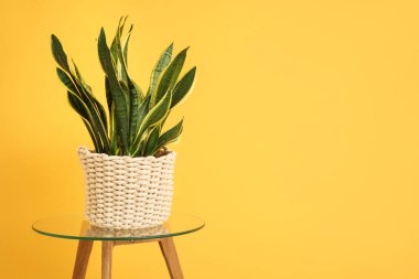 Oturma odasındaki sarı duvarın yanında sansevieria bitkisi olan masa, yakın plan.